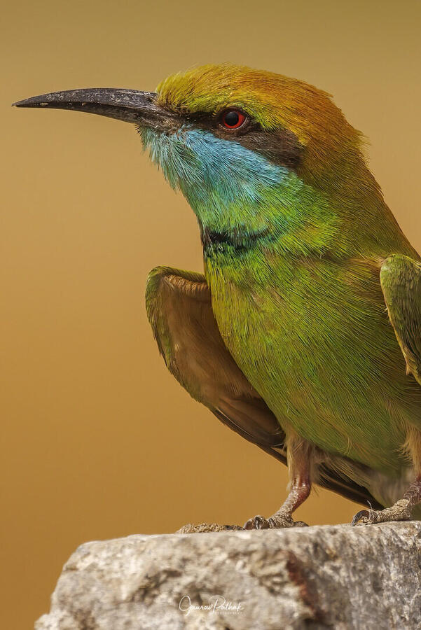 Asian Green bee eater, Chandu Budhera, Gurgaon