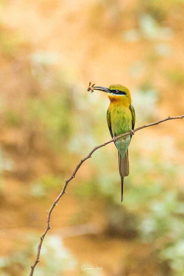 Blue-tailed bee-eater, Mangar Bani, Gurgaon