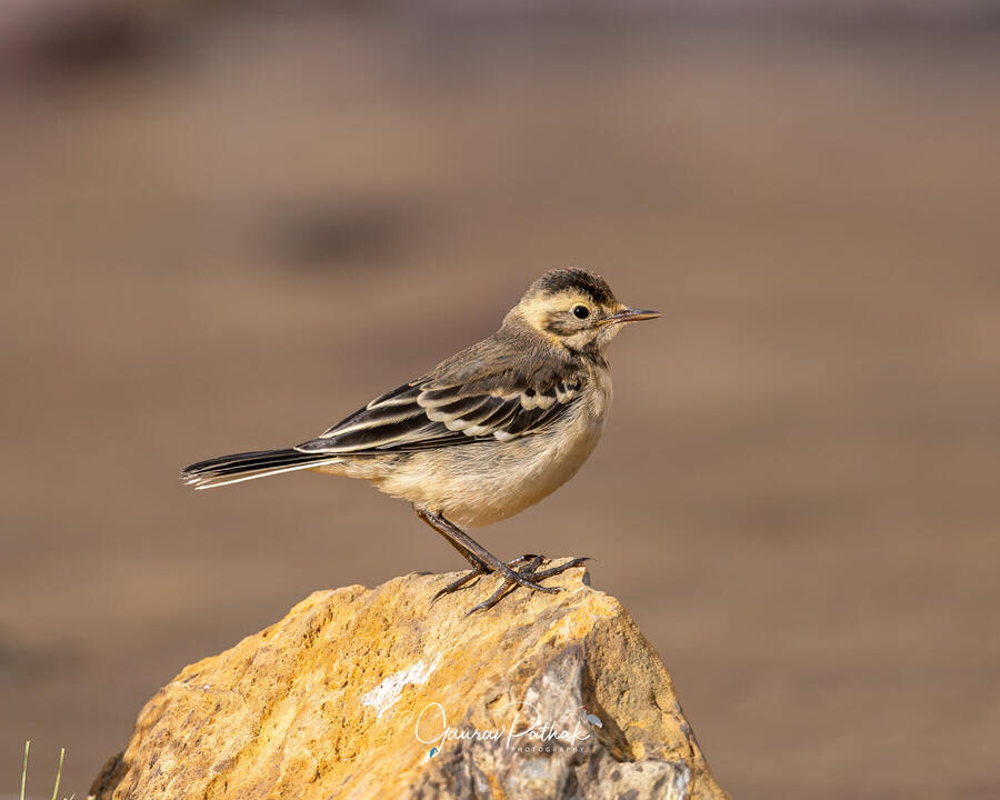 Citrine Wagtail, Chandratal, Himachal Pradesh