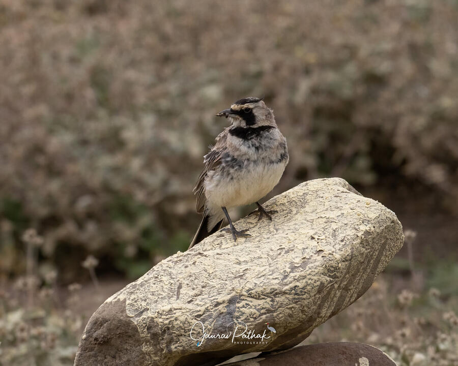 Horned Lark, Chandratal, Himachal Pradesh