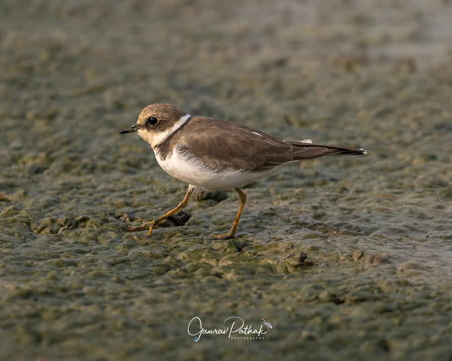 Little Ringed Plover, Chandu Budhera, Gurgaon