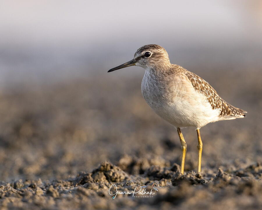 Marsh Sandpiper, Chandu Budhera, Gurgaon