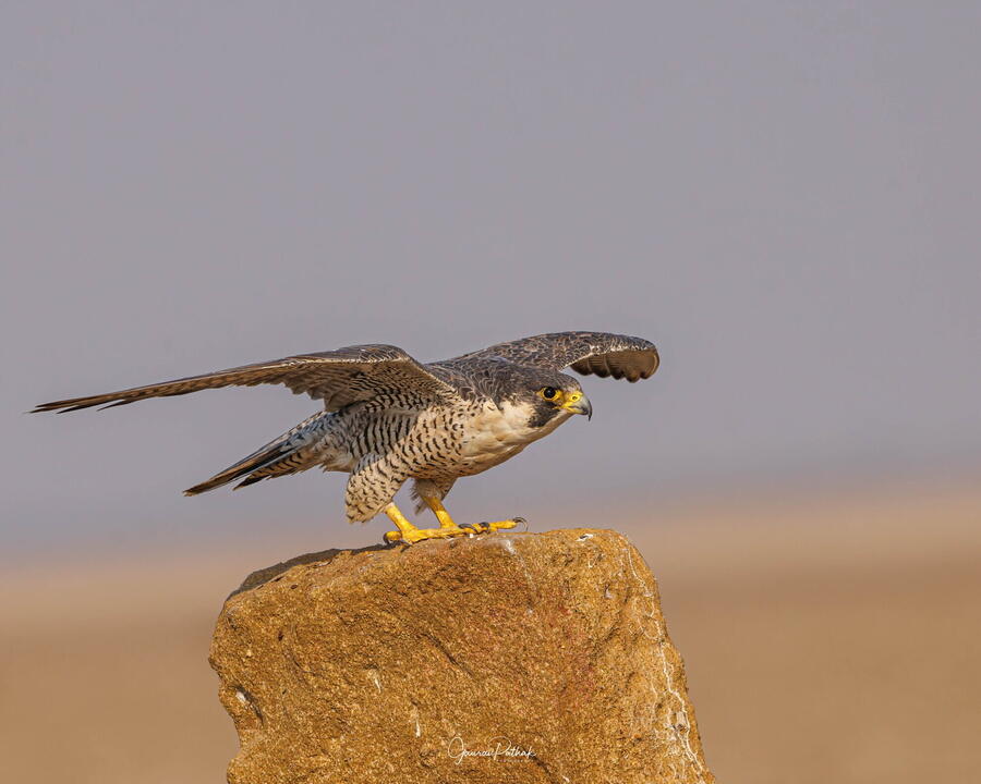 Peregrine Falcon, Little Rann of Kutch, Gujarat