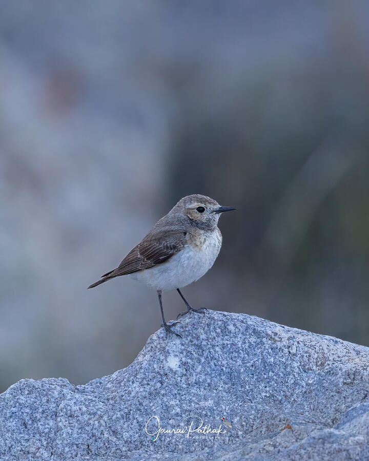Pied Wheatear, Kinnaur, Himachal Pradesh