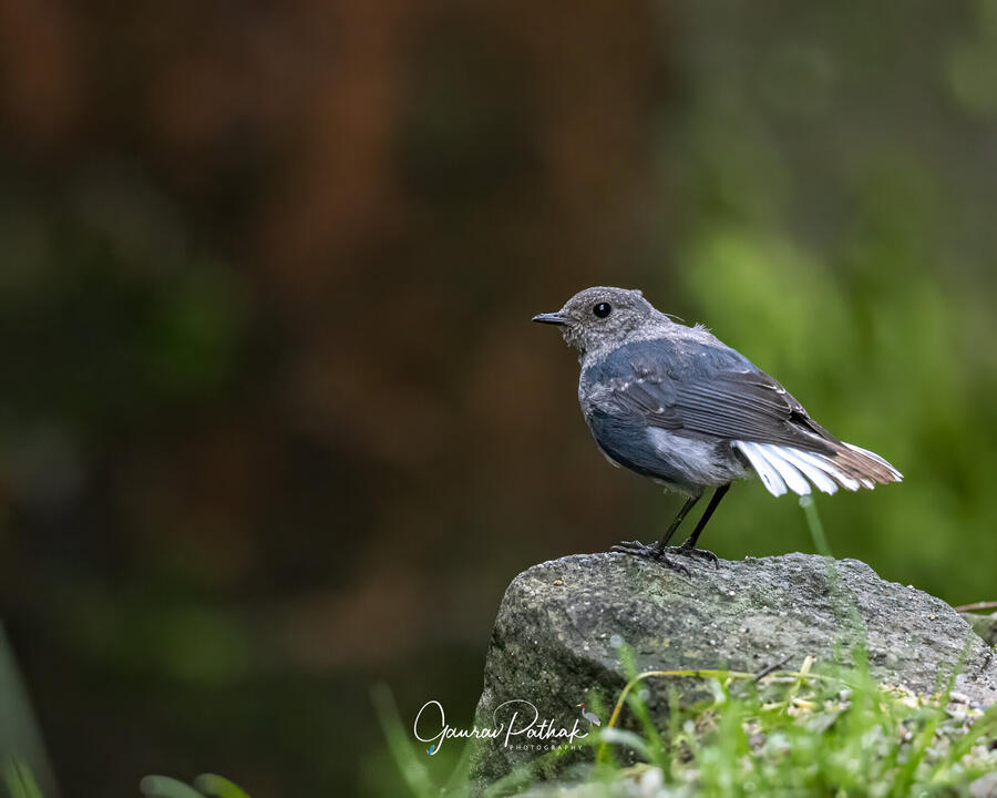 Plumbeous Water Redstart, Solang Valley, Himachal Pradesh