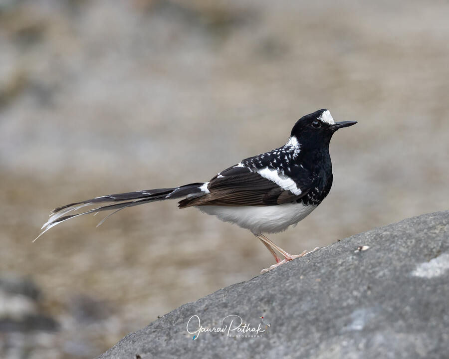 Spotted forktail, Kalsa Nadi, Nainital, Uttarakhand