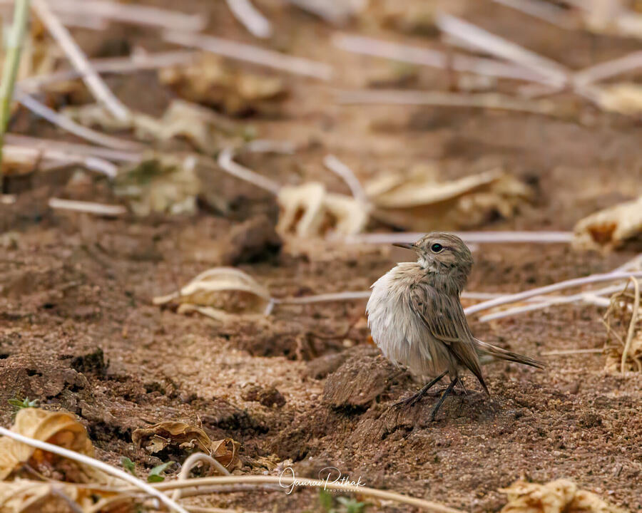 White-browed bushchat, Nalsarovar Bird Sanctuary, Gujarat