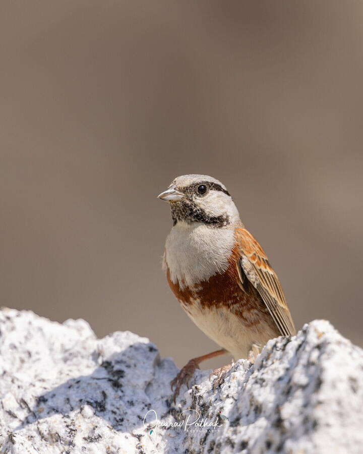White capped bunting, Kinnaur, Himachal Pradesh