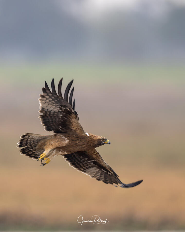 Booted Eagle, Dhanauri, Greater Noida