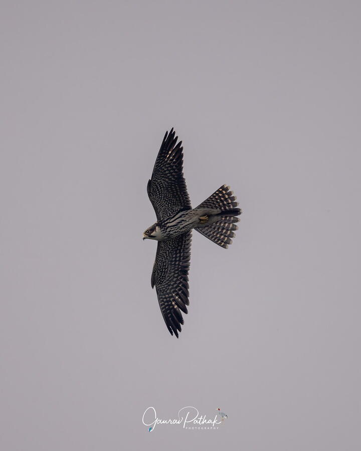 Eurasian Hobby, Surajpur Bird Sanctuary, Greater Noida