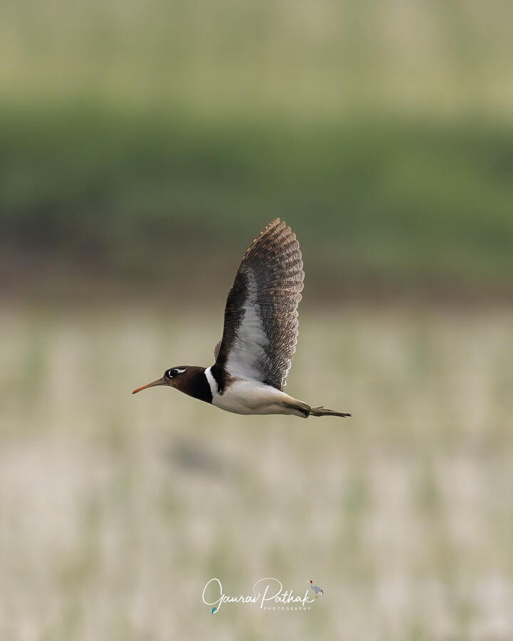 Greater Painted Snipe, Chandu Budhera, Gurgaon