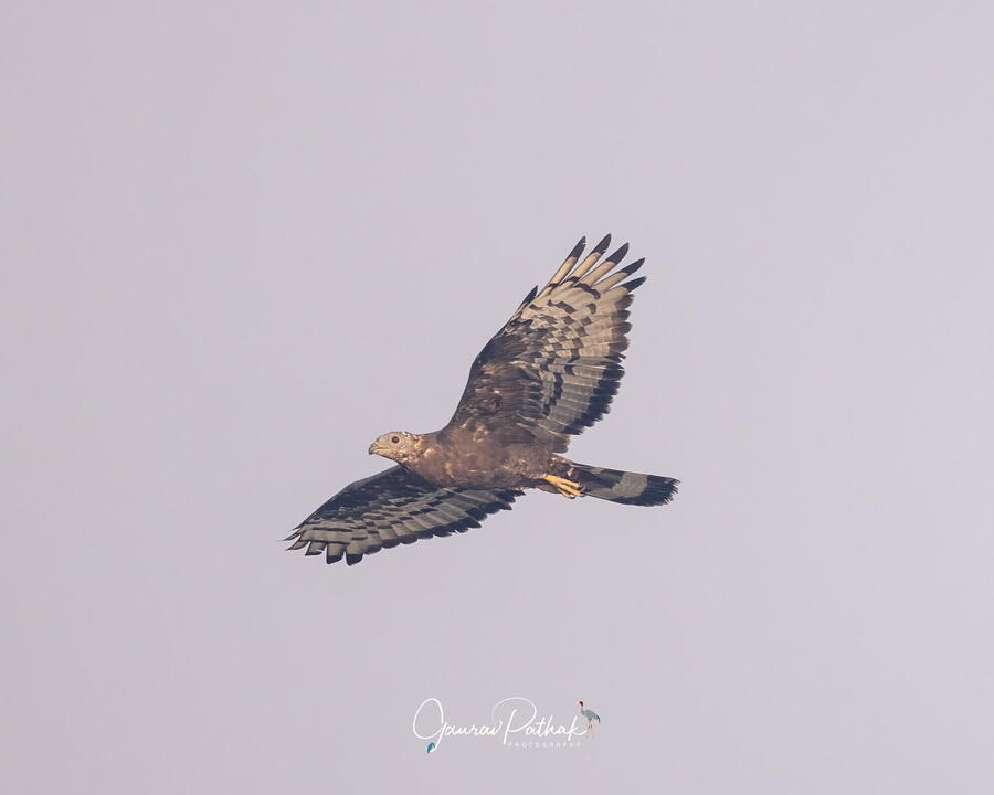 Oriental Honey Buzzard, Surajpur Bird Sanctuary, Greater Noida