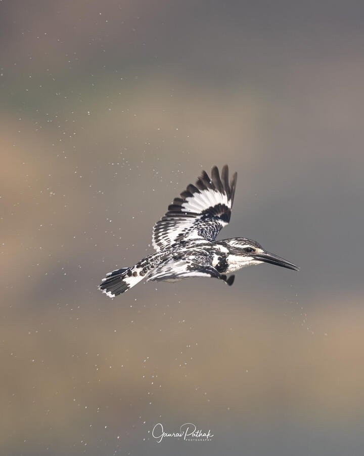 Pied Kingfisher, Sultanpur National Park, Gurgaon