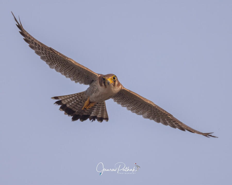 Red Necked Falcon, Chandu Budhera, Gurgaon