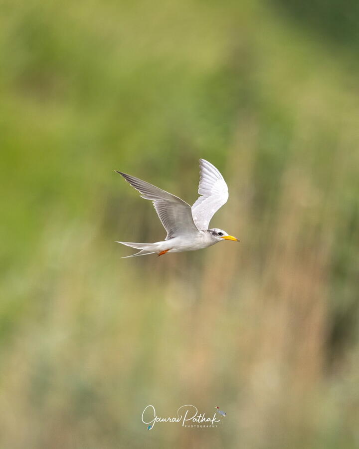 River tern, Bharatpur Bird Sanctuary, Rajasthan