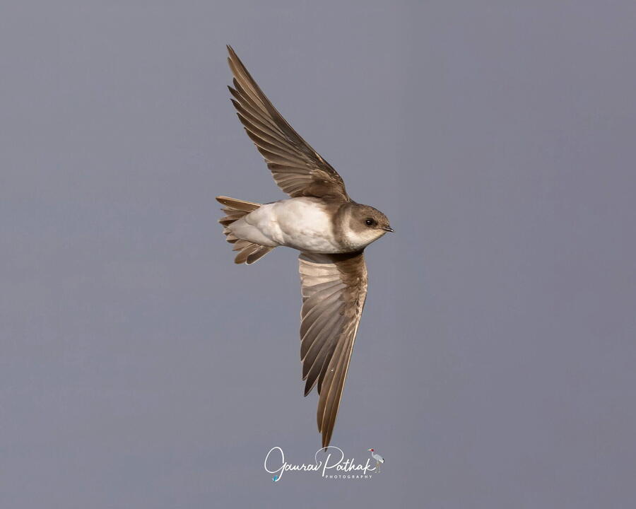 Sand Martin, Chandu Budhera, Gurgaon