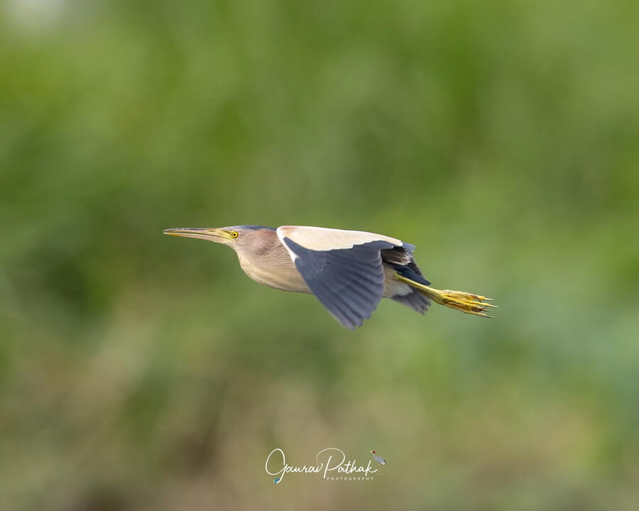 Yellow Bittern, Najafgarh Jheel, Gurgaon