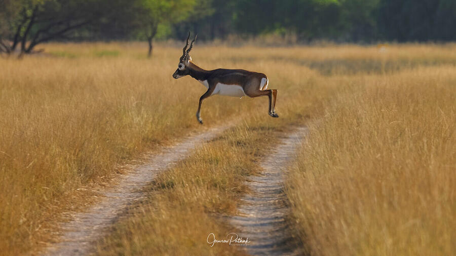 Blackbuck, Tal Chhapar Sanctuary, Rajasthan