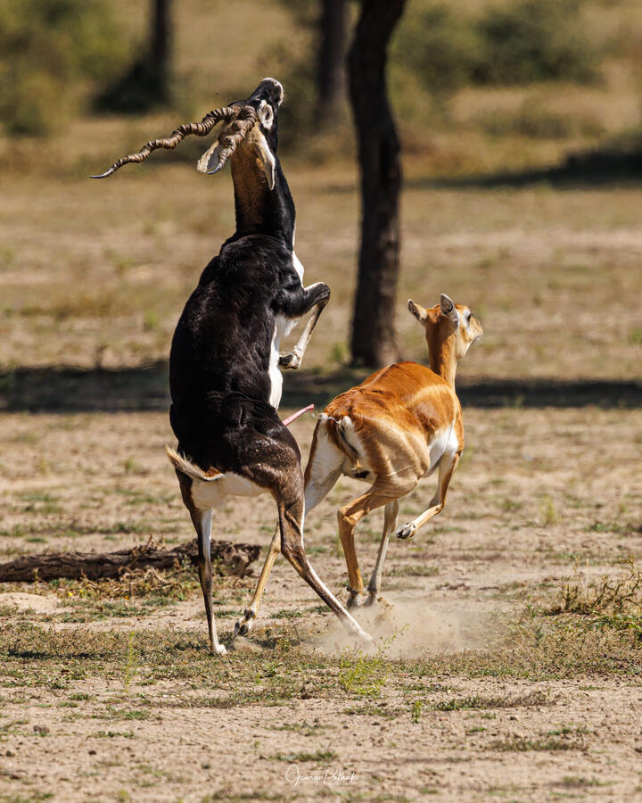 Blackbuck, Tal Chhapar Sanctuary, Rajasthan