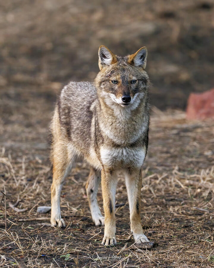 Golden Jackal, Bharatpur Bird Sanctuary, Rajasthan