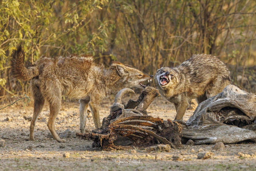 Golden Jackals, Bharatpur Bird Sanctuary, Rajasthan