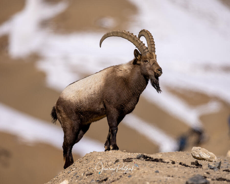 Ibex, Spiti Valley, Himachal Pradesh