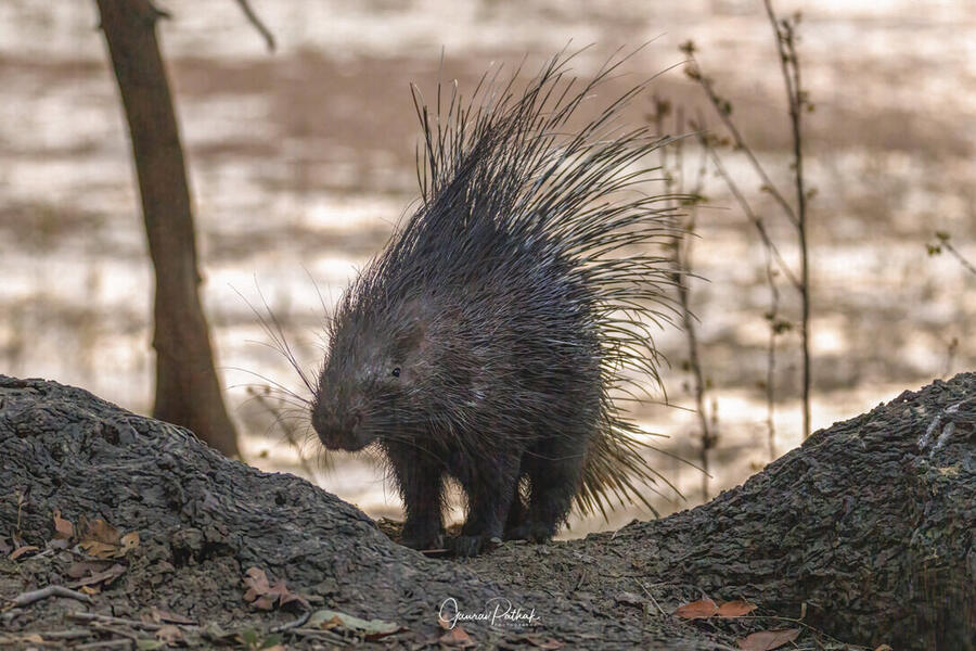 Indian crested porcupine, Bharatpur Bird Sanctuary, Rajasthan
