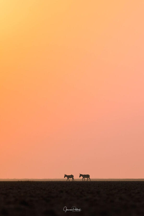 Indian Wild Ass, Little Rann of Kutch, Gujarat
