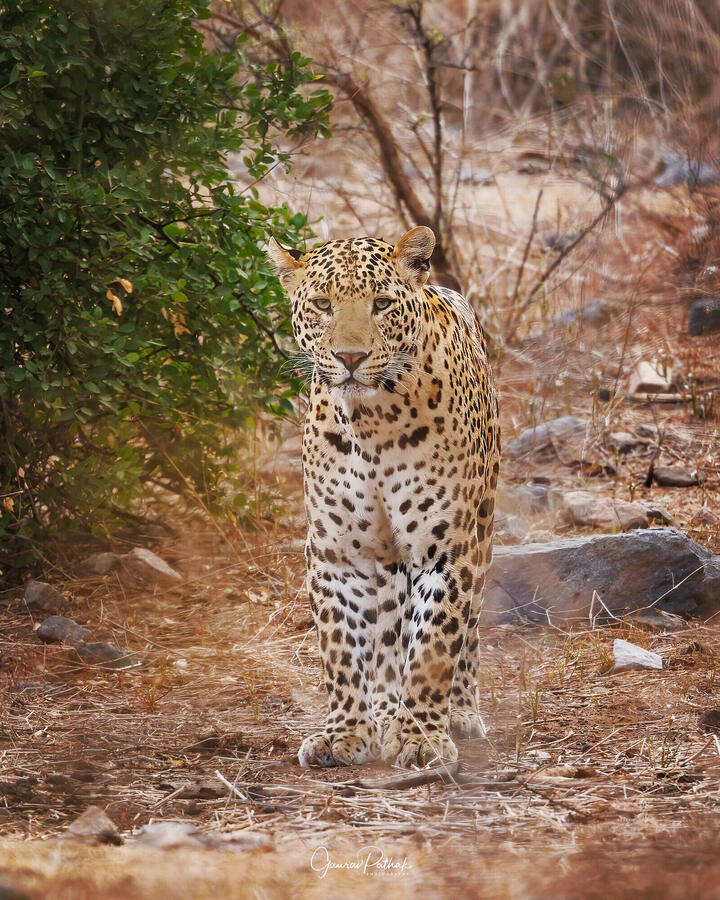Leopard, Jhalana Leopard Reserve, Rajasthan