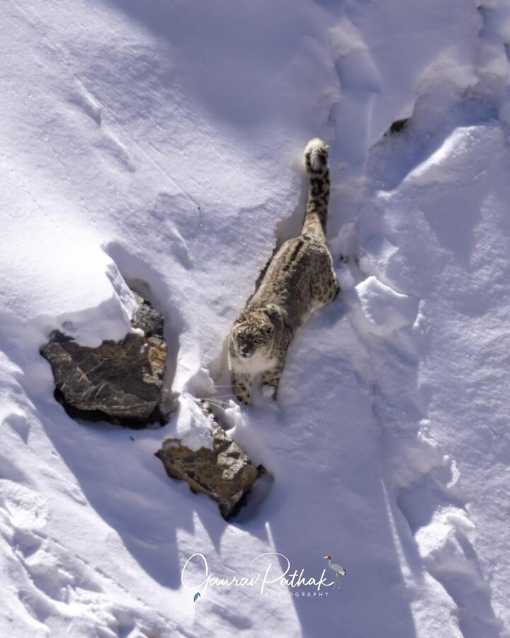 Snow Leopard, Spiti Valley, Himachal Pradesh