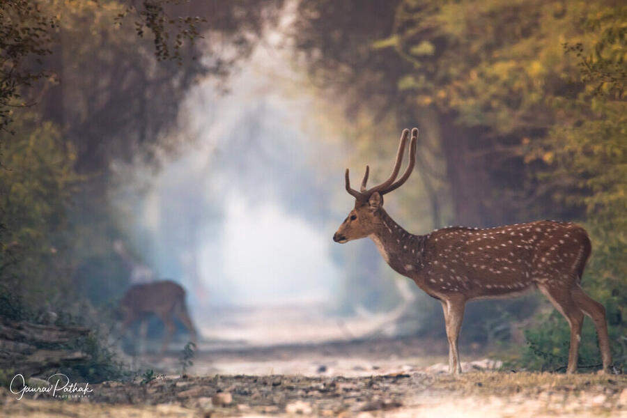 Spotted Deer, Bharatpur Bird Sanctuary, Rajasthan