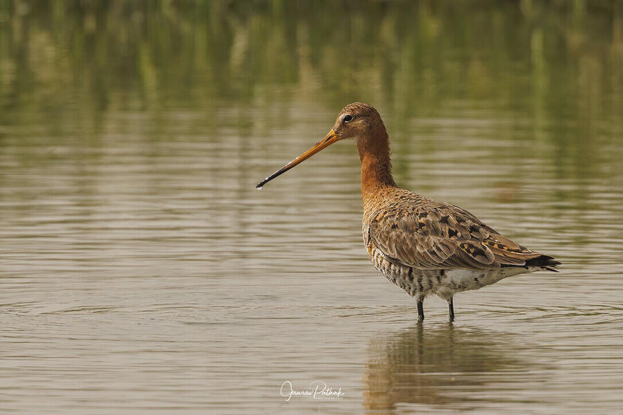 Black tailed godwit, Chandu Budhera, Gurgaon