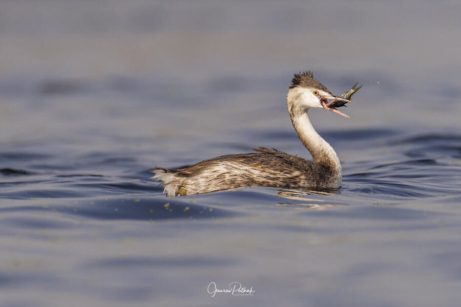 Great Crested Grebe, Bharatpur Bird Sanctuary, Rajasthan
