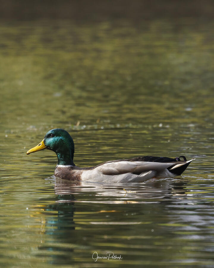Mallard, Boston Public Garden, Boston