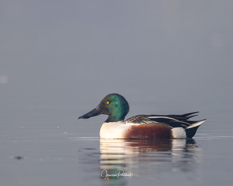 Northern Shoveler, Sultanpur National Park, Gurgaon