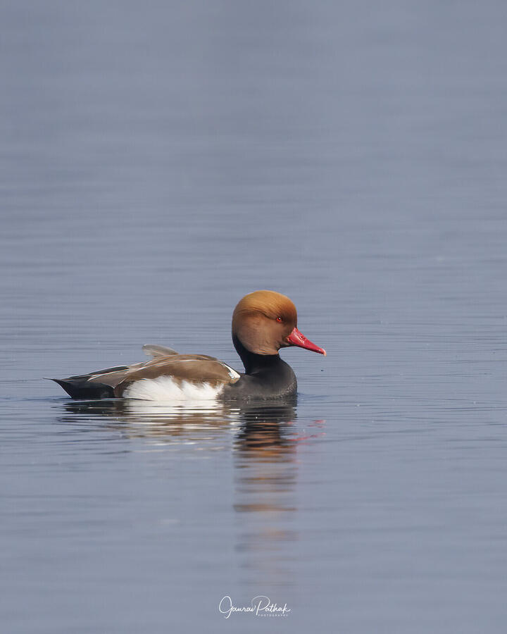 Red crested pochard, Baur Reservoir, Uttarakhand