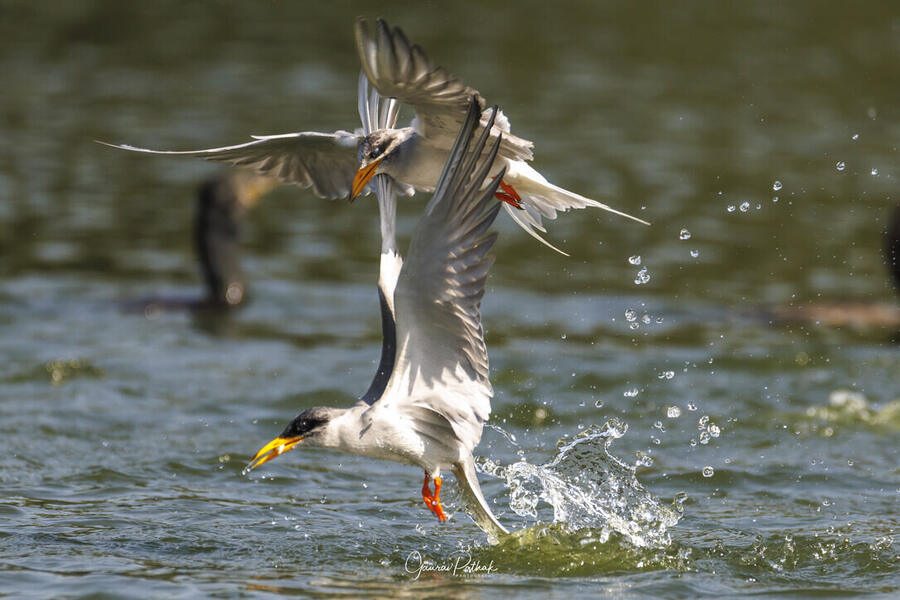 River terns, Bharatpur Bird Sanctuary, Rajasthan
