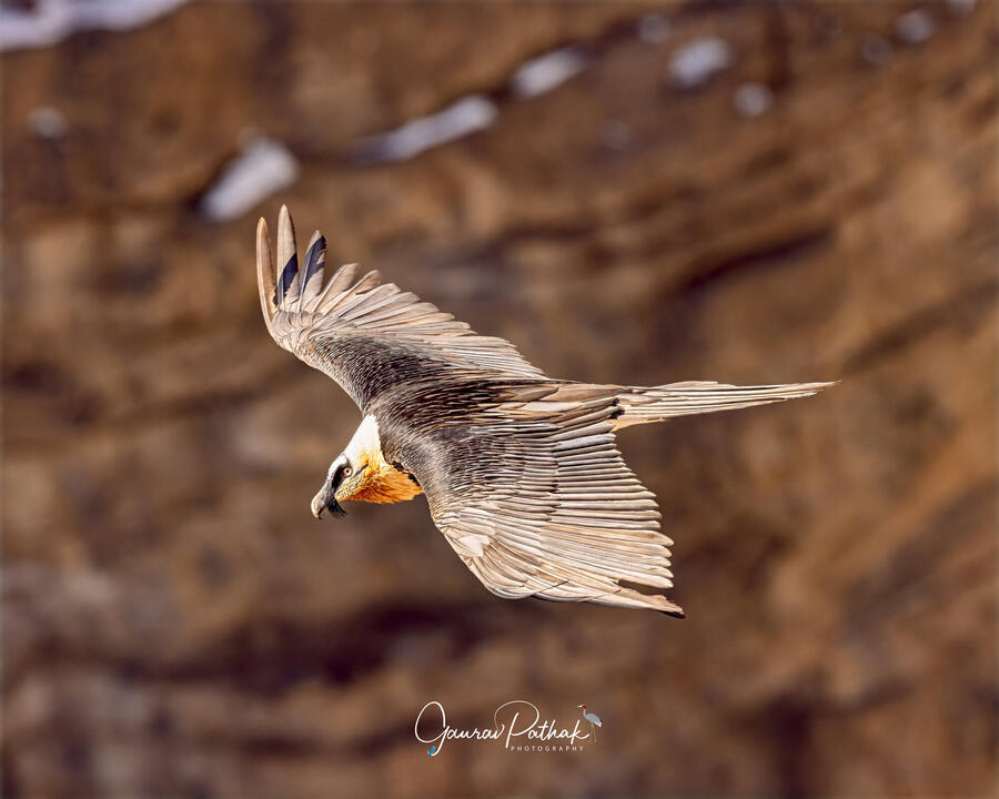 Bearded Vulture or lammergeier, Spiti Valley, Himachal Pradesh
