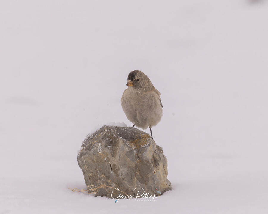 Black-headed mountain finch, Spiti Valley, Himachal Pradesh