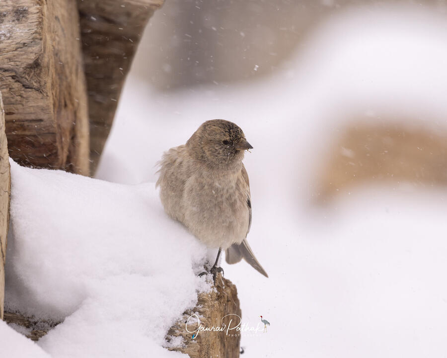 Black-headed mountain finch, Spiti Valley, Himachal Pradesh