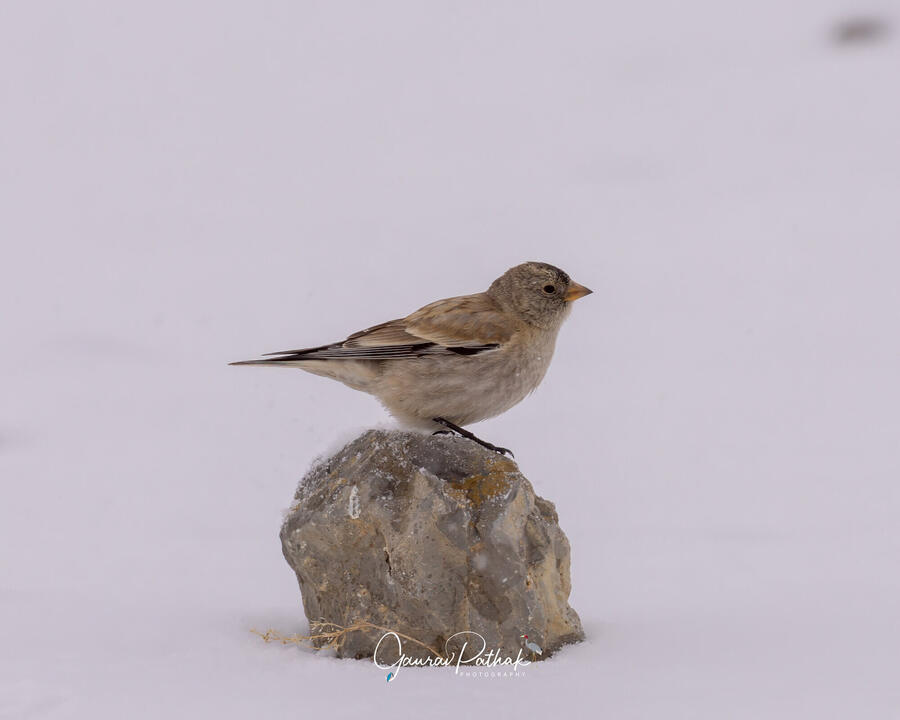 Black-headed mountain finch, Spiti Valley, Himachal Pradesh