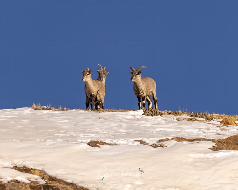 Blue sheep, Spiti Valley, Himachal Pradesh