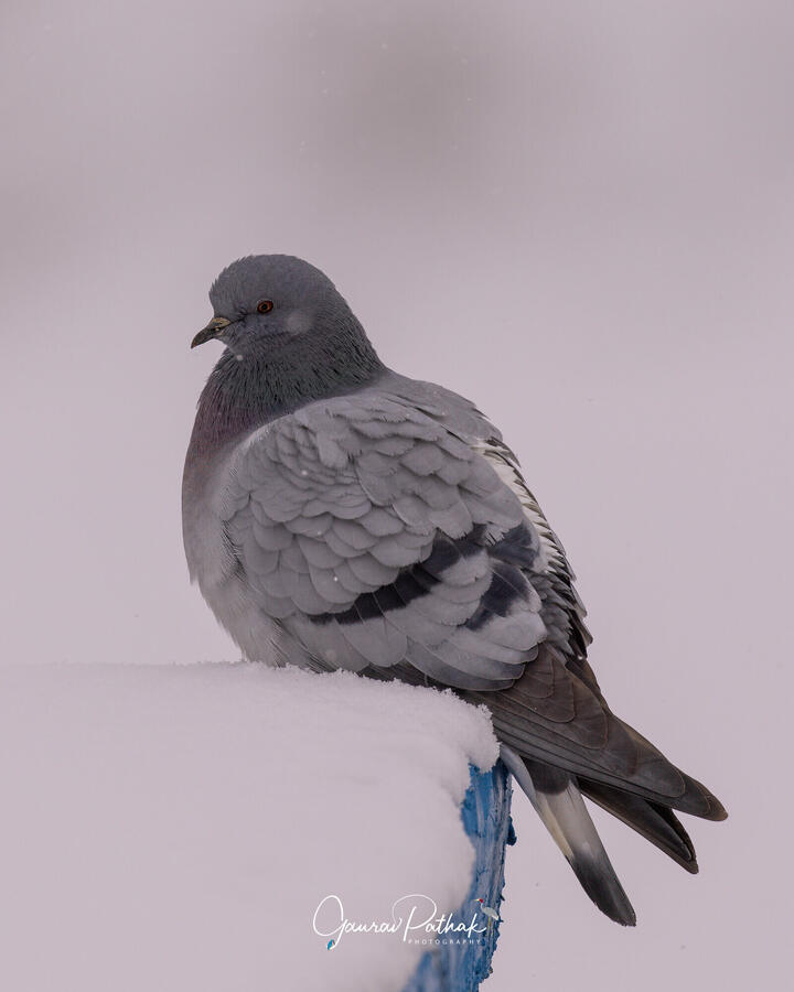 Hill Pigeon, Spiti Valley, Himachal Pradesh