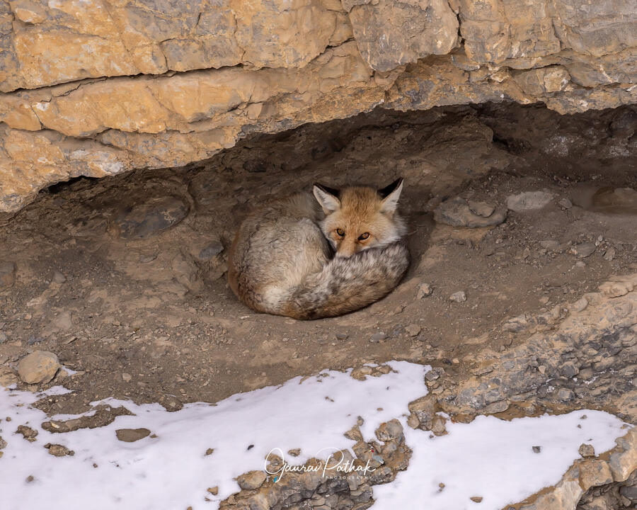 Himalayan Fox sleeping, Spiti Valley, Himachal Pradesh