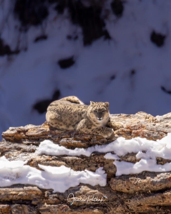 Locked in a stare with the ghost of the mountains, Spiti Valley, Himachal Pradesh