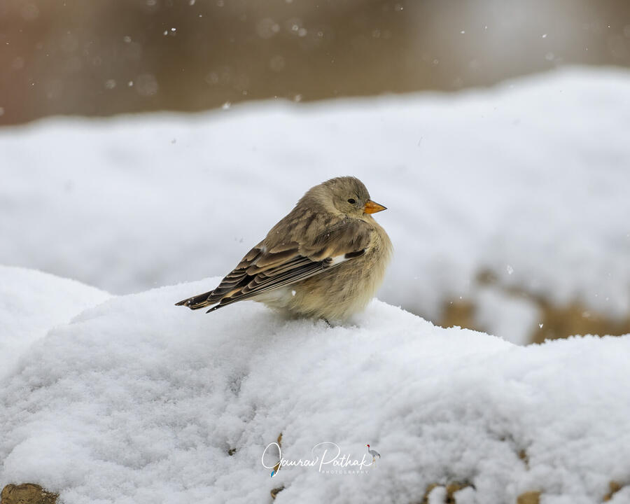 Black-winged snowfinch, Spiti Valley, Himachal Pradesh