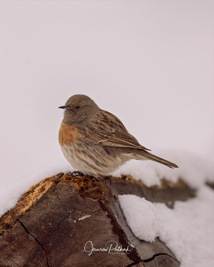 Robin accentor, Spiti Valley, Himachal Pradesh