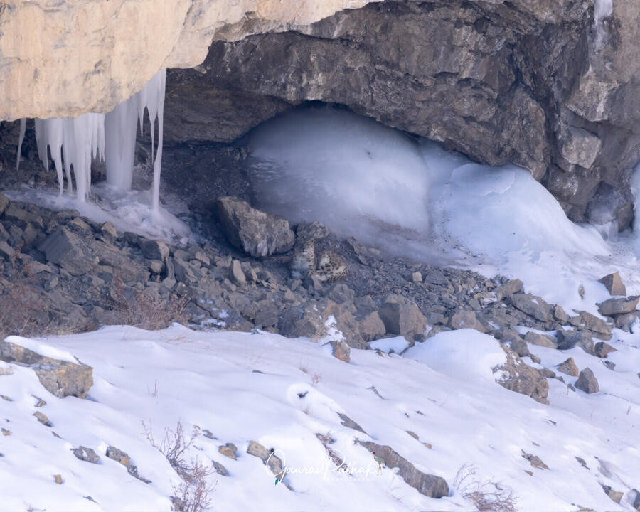 Snow Leopard in a frozen cave, Spiti Valley, Himachal Pradesh