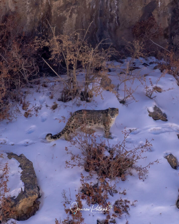 Snow Leopard slipping away, Spiti Valley, Himachal Pradesh